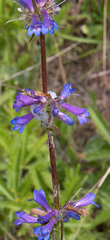 Penstemon attenuatus
