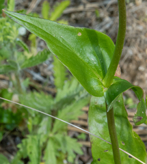 Penstemon attenuatus