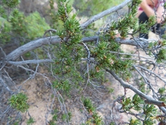 Cliffortia teretifolia
