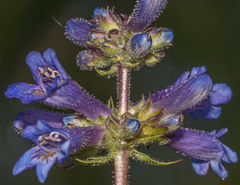 Penstemon attenuatus
