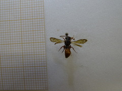 Nomada