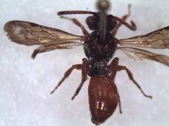 Nomada
