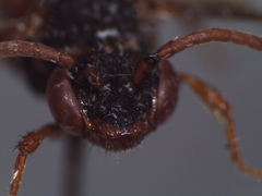 Nomada