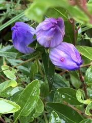 Gentiana catesbaei