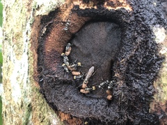 Polyrhachis militaris