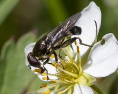 Xylota (Xylota) image