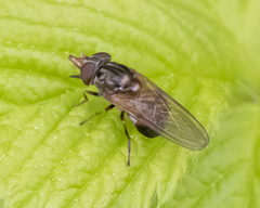 Rhingia nasica image