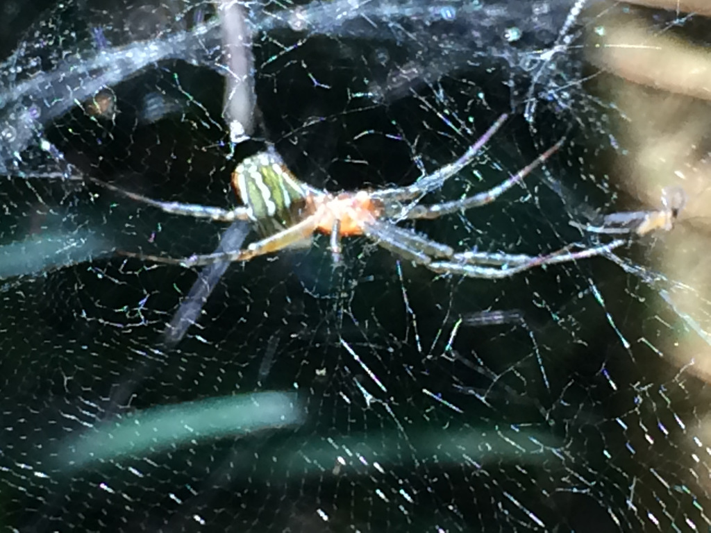 orb weavers