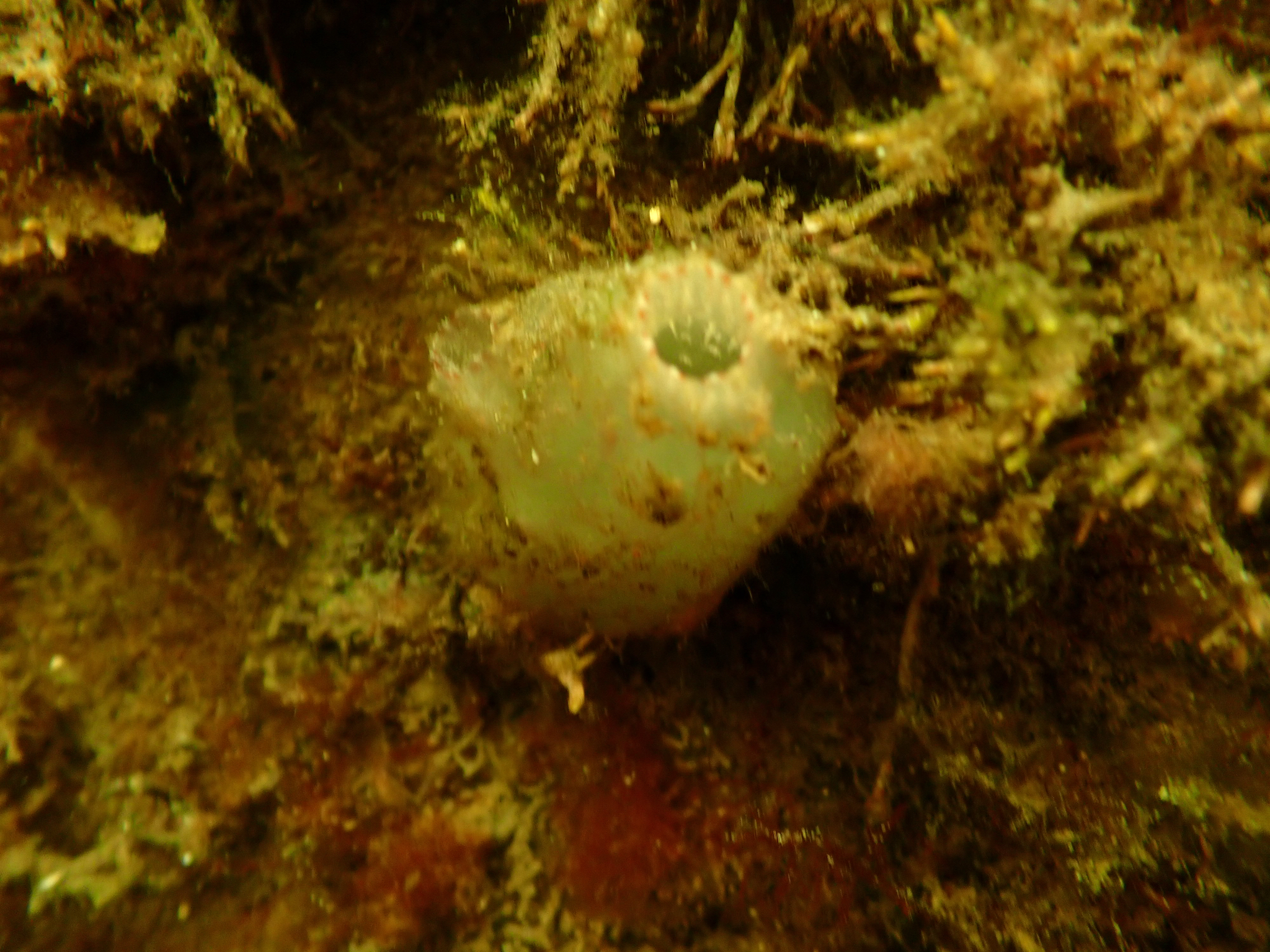 Ascidiella aspersa (Müller, 1776)