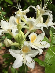 Rhododendron alabamense