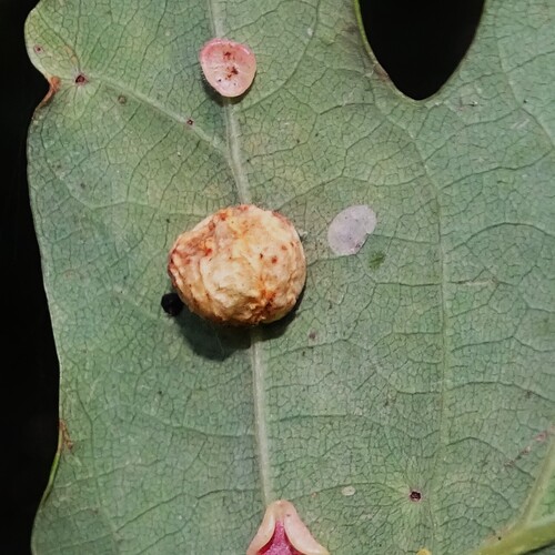 Striped Pea Gall Wasp, Gelderland, NL, photo 8 of 10