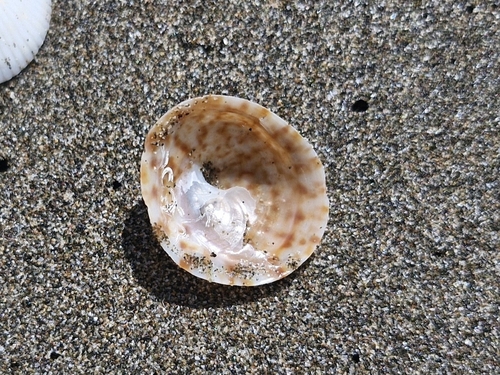 Calyptraea conica observed 2025-09-06