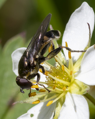 Xylota (Xylota) image