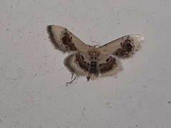 Idaea macrospila