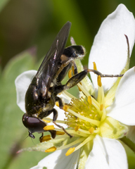 Xylota (Xylota) image