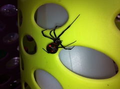 Latrodectus tredecimguttatus