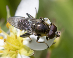 Xylota (Xylota) image