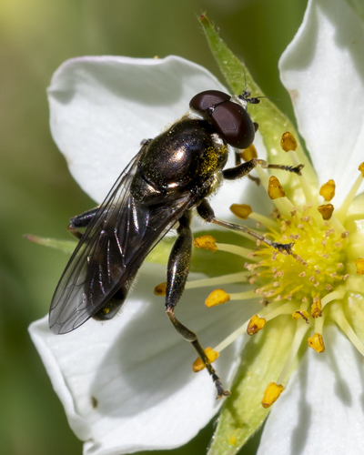 Xylota (Xylota) image