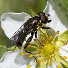 Xylota (Xylota) image