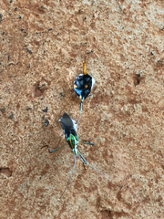Diactor bilineatus