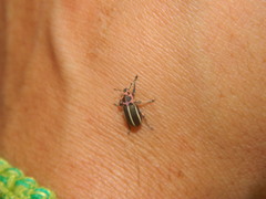 Eudiagogus episcopalis