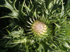 Cirsium brevicaule