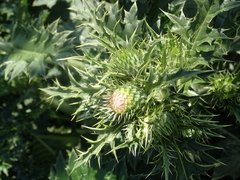 Cirsium brevicaule