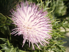 Cirsium brevicaule