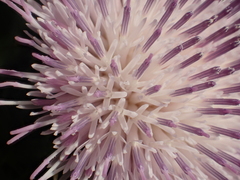 Cirsium brevicaule