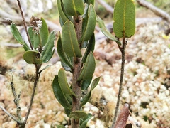 Agarista buxifolia