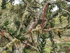 Agarista buxifolia
