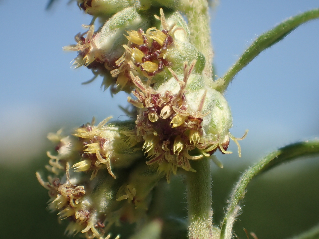 Mugwort