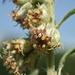 Artemisia indica - Photo Ningún derecho reservado, subido por 葉子