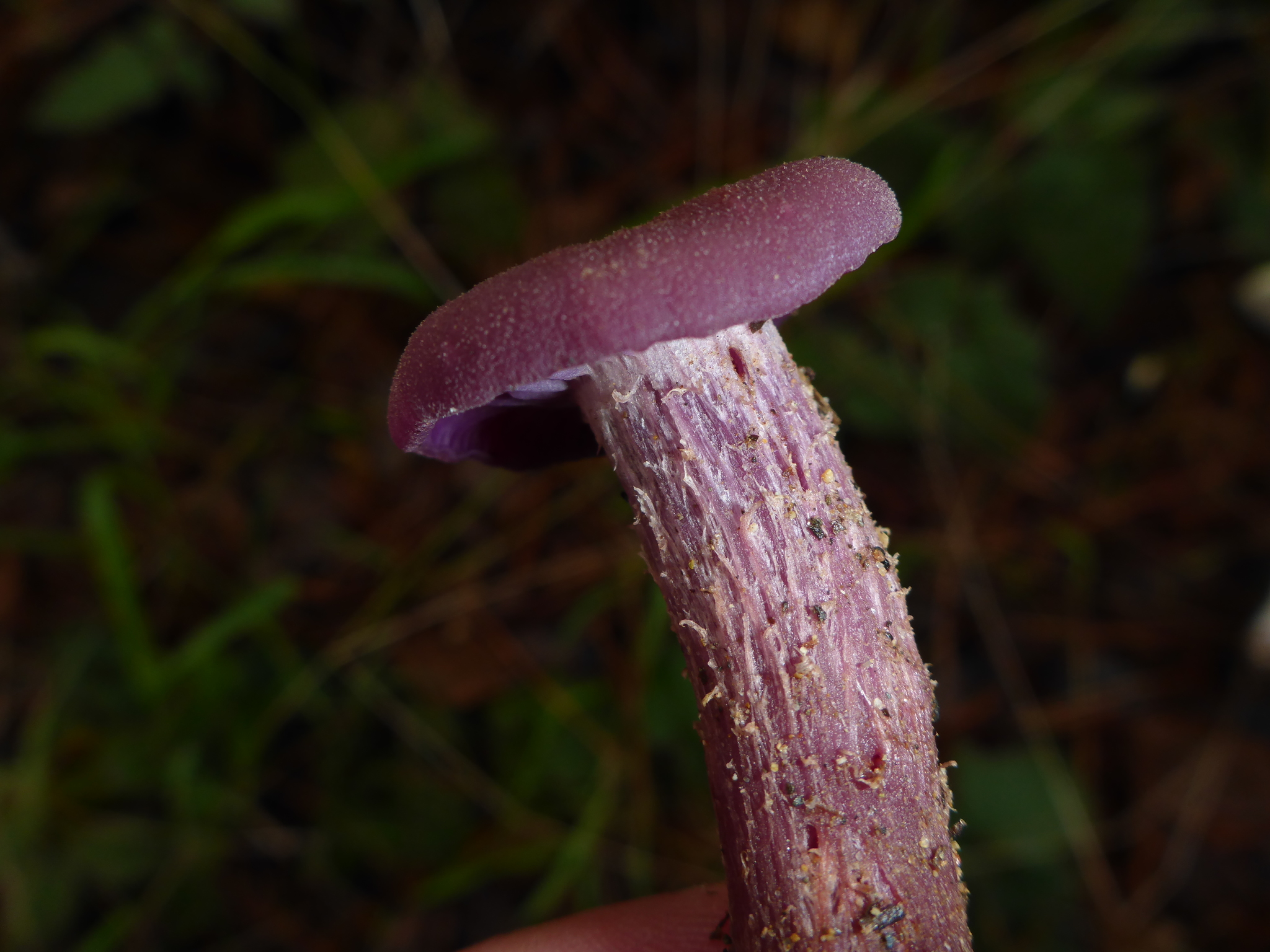Laccaria amethysteo-occidentalis image