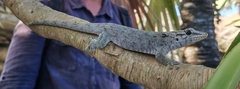 Round Island Day Gecko photo 2
