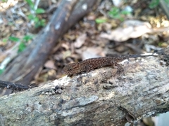 Gymnodactylus darwinii