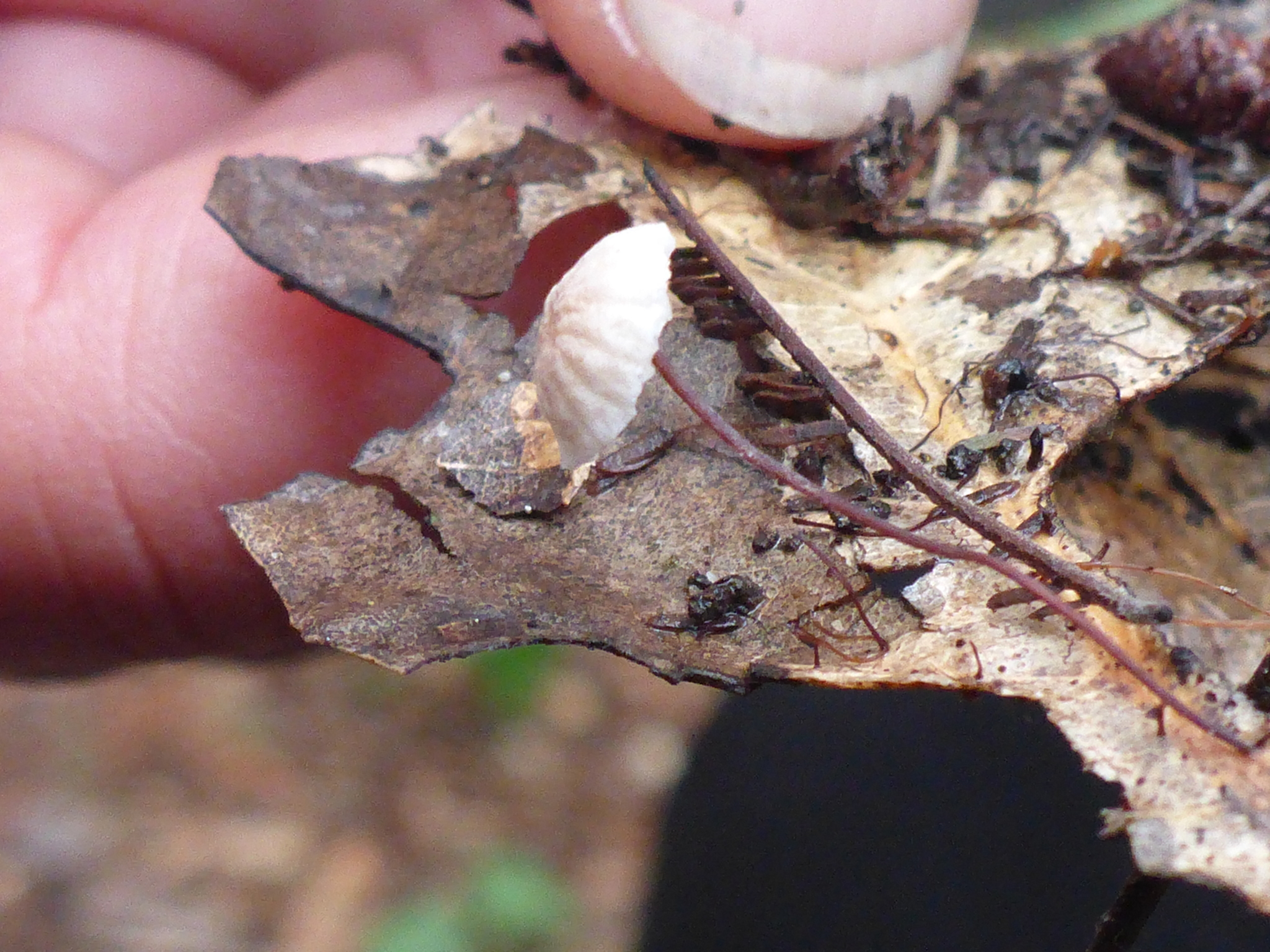 Marasmius quercophilus image