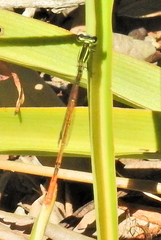 Agriocnemis falcifera