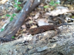 Gymnodactylus darwinii