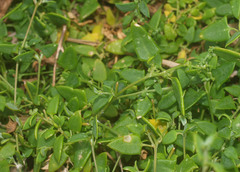 Chenopodium triandrum