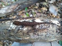 Gymnodactylus darwinii