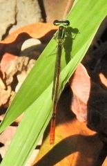 Agriocnemis falcifera