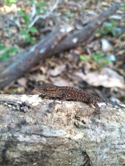 Gymnodactylus darwinii