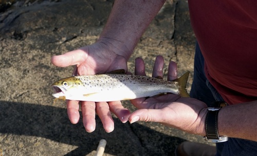 Salmo trutta trutta