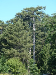 Pinus nigra laricio