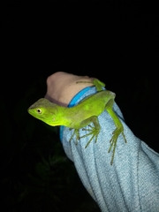 Enyalius iheringii