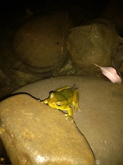 Trachycephalus mesophaeus