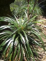 Dyckia