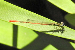 Agriocnemis falcifera