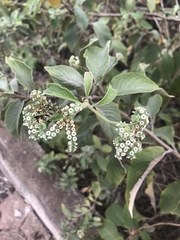 Tournefortia pubescens